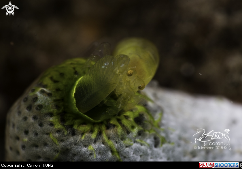A Tunicate Shrimp 