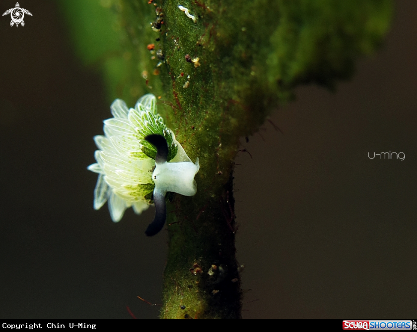 A Costasiella usagi