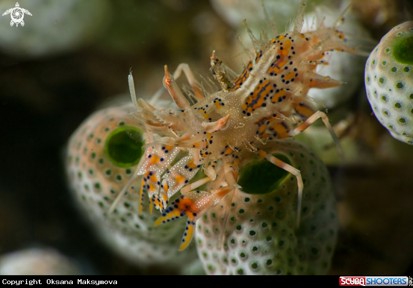 A Spiny tiger shrimp  (Phyllognathia ceratophthalma)