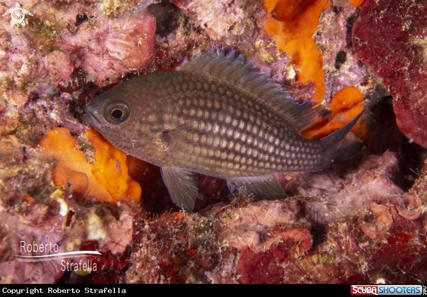 A Castagnola (Chromis chromis)