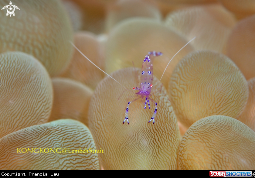 A Bubble Coral Shrimp