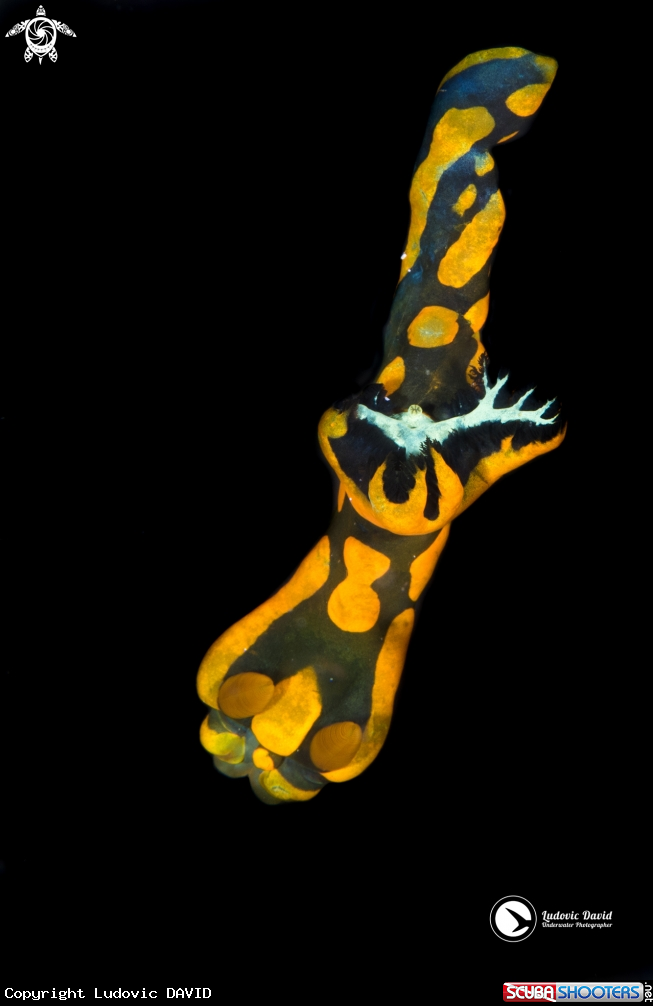 A Gabriela's Tambja Nudibranch