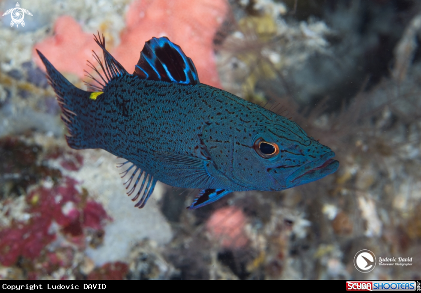 A Arrowhead Soapfish