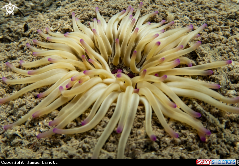 A Golden Anemone