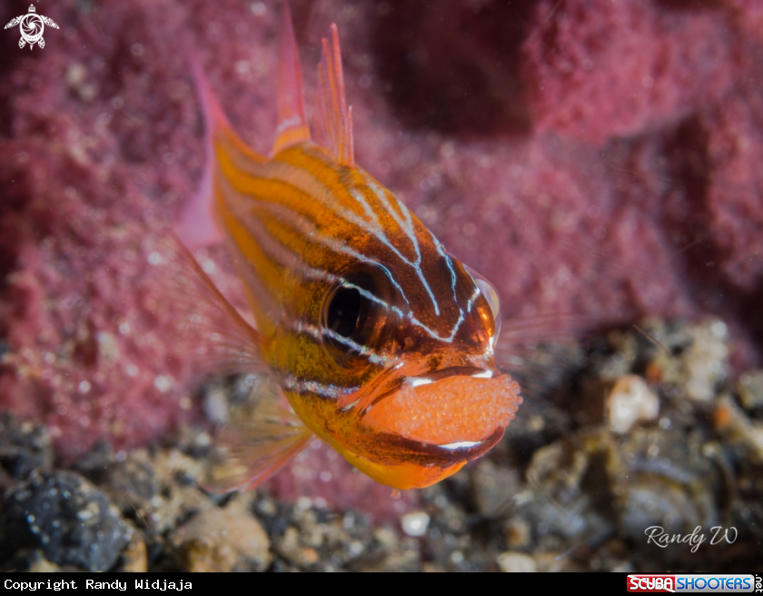 A Cardinal Fish