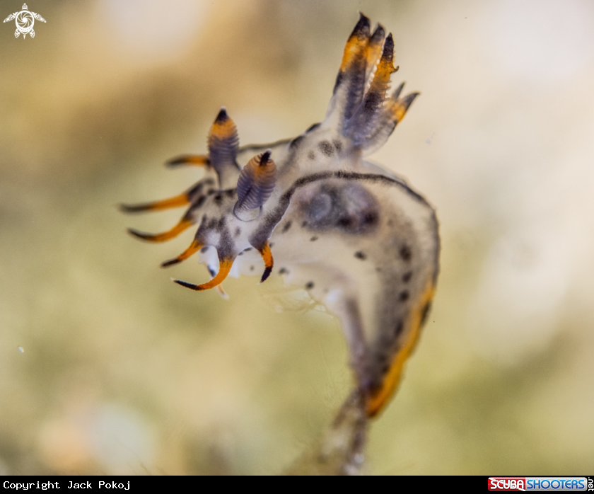 A Polycera sp.