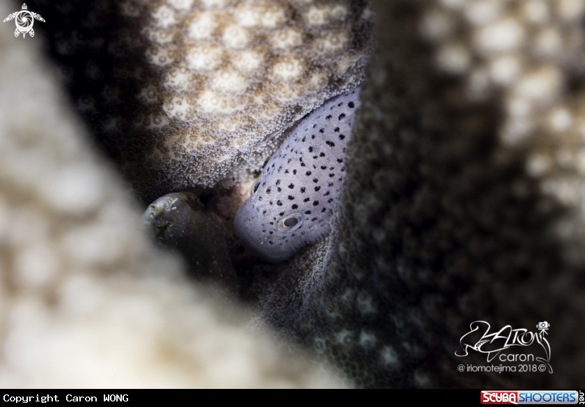 A Coral fish