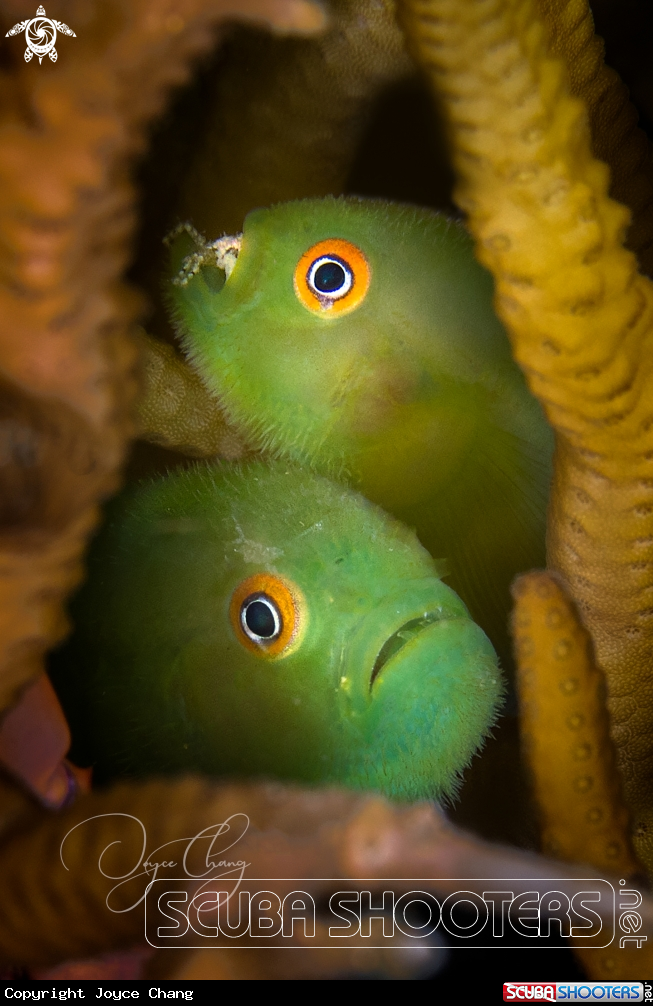 A Bearded Gobies