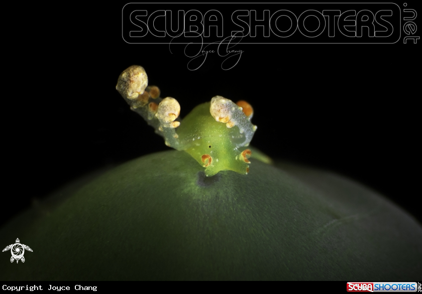 A Sap Sucking Slug