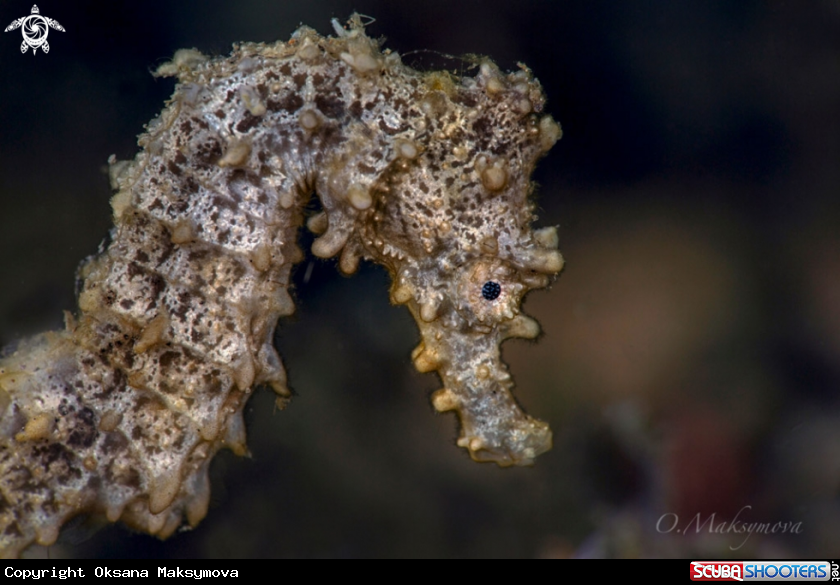 A Seahorse