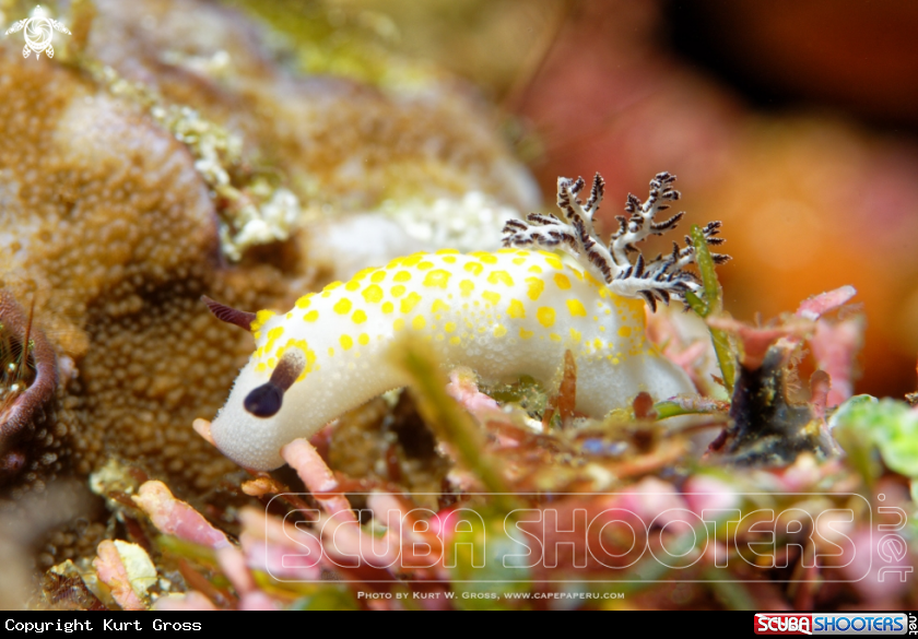 A Nudibranches