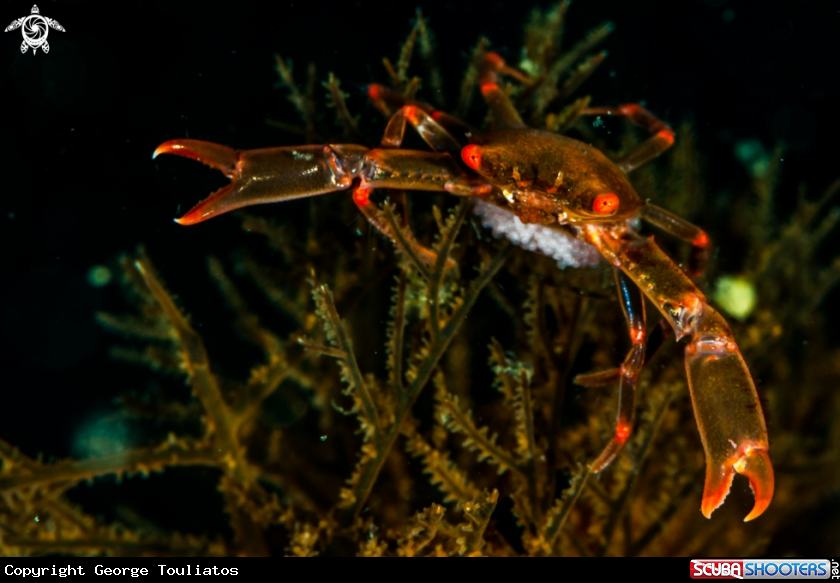 A Crab