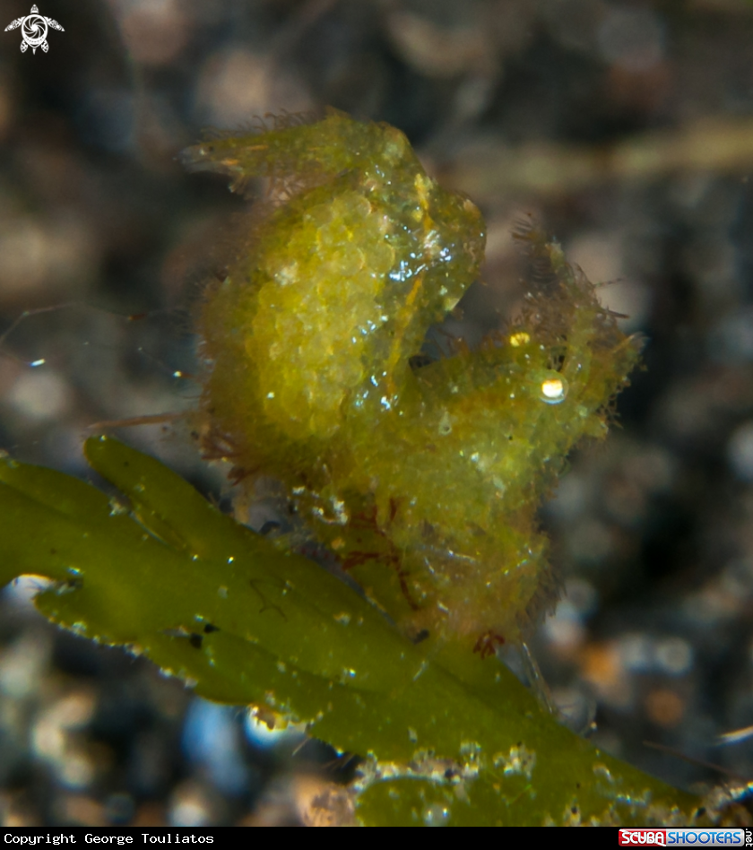 A Shrimp