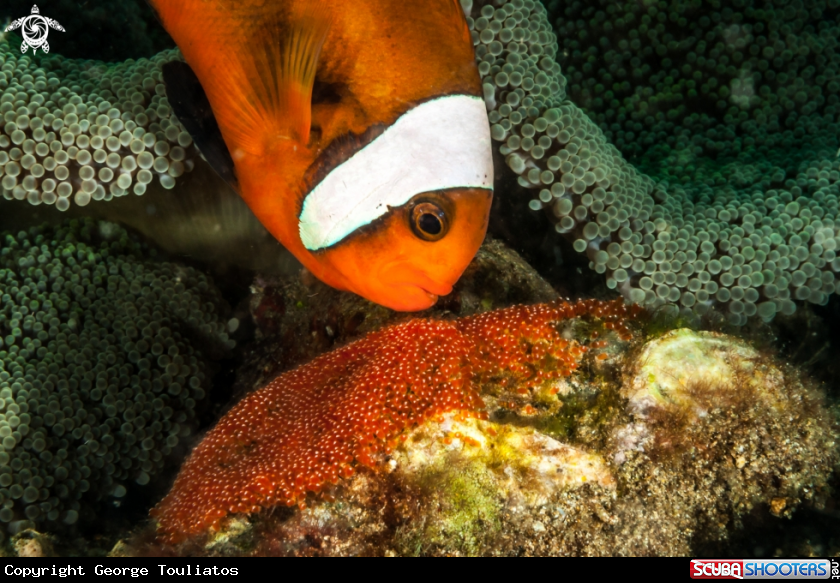 A Clown Fish