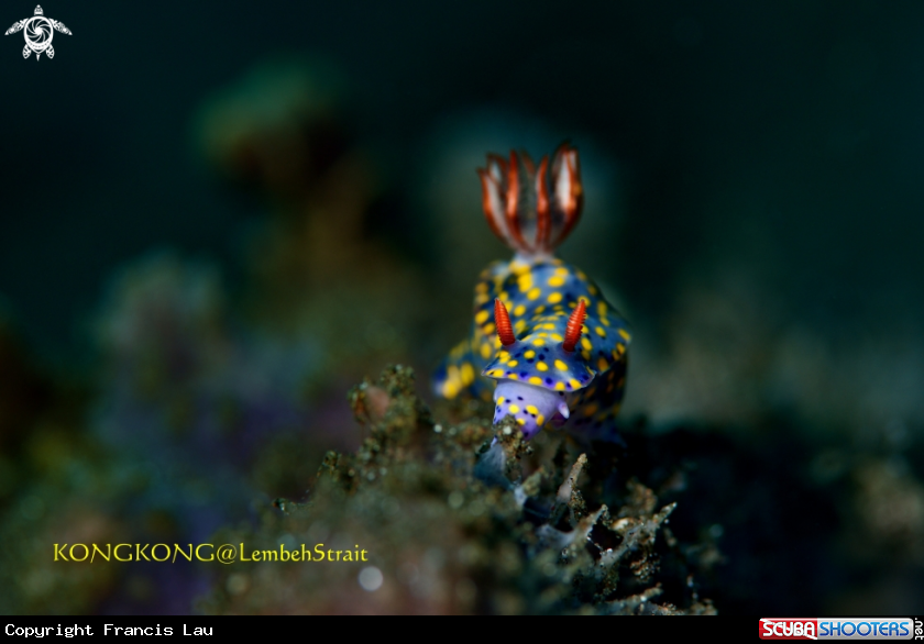 A Nudibranch