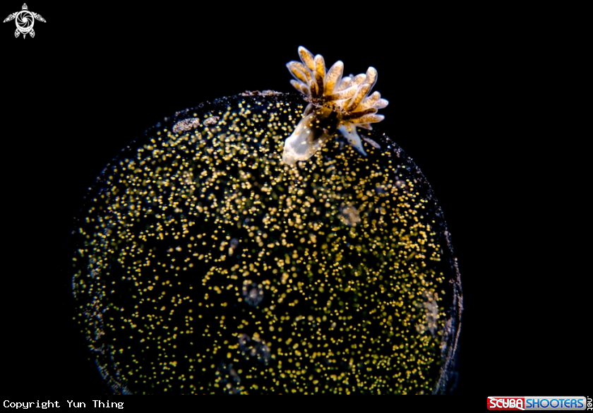 A eggs