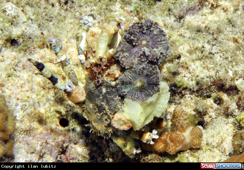 A Decorator crab