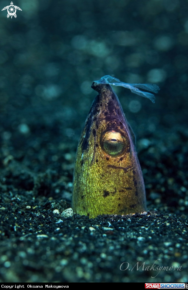 A Dark-shouldered snake eel (Ophichthus cephalozona)