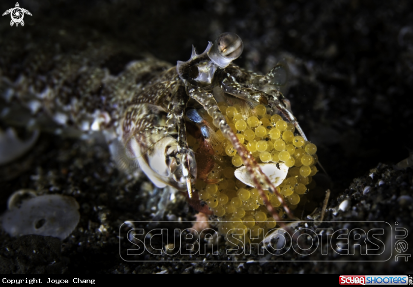 A Mantis Shrimp