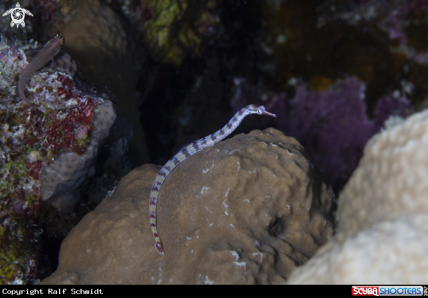 A sea needle