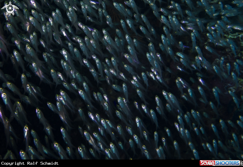 A glasfishes