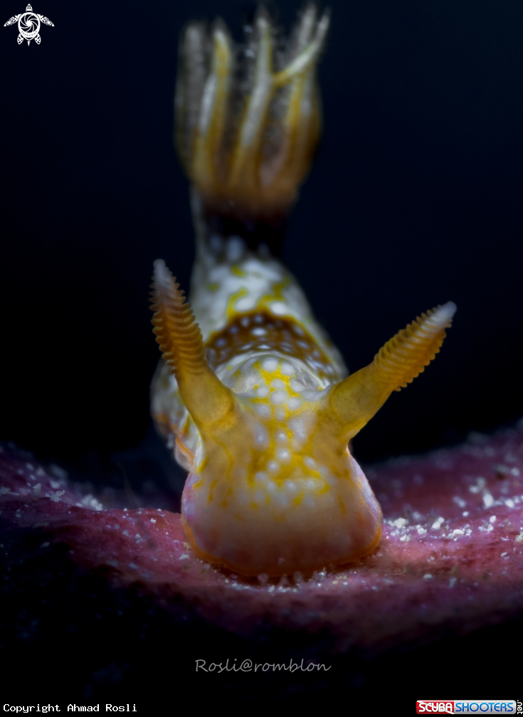 A Nudibranch