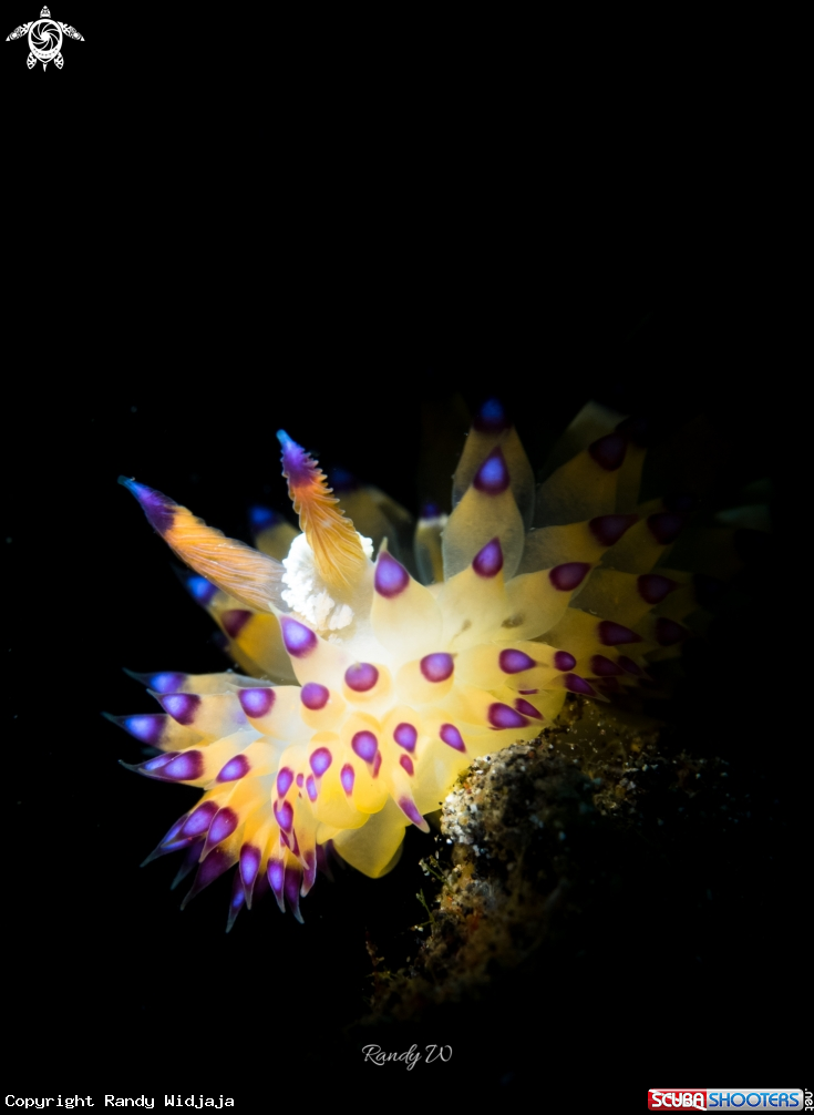 A Nudibranch