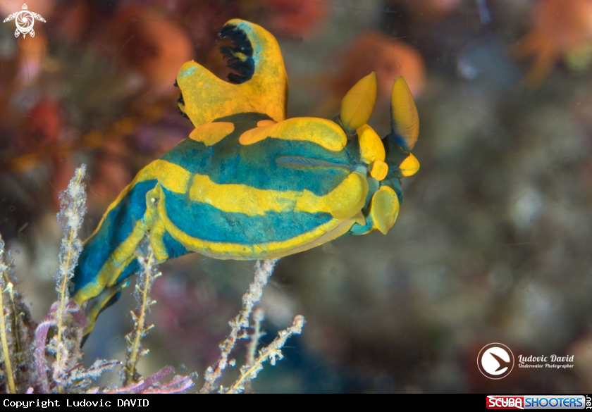 A Gabriela's Tambja Nudibranch