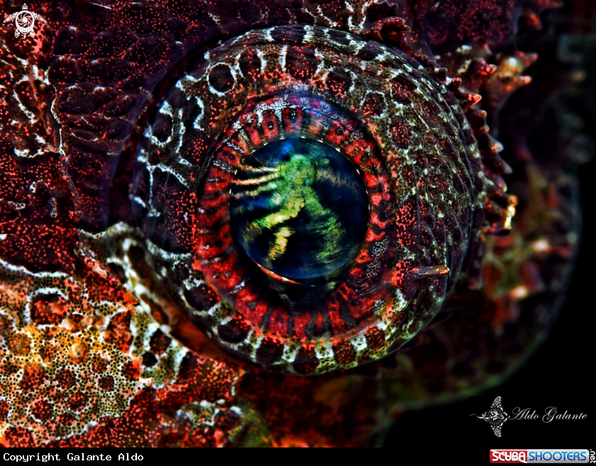 A Scorpionfish
