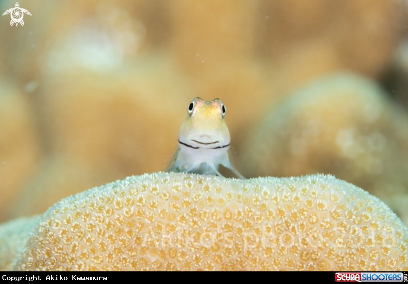 A Yaeyama blenny
