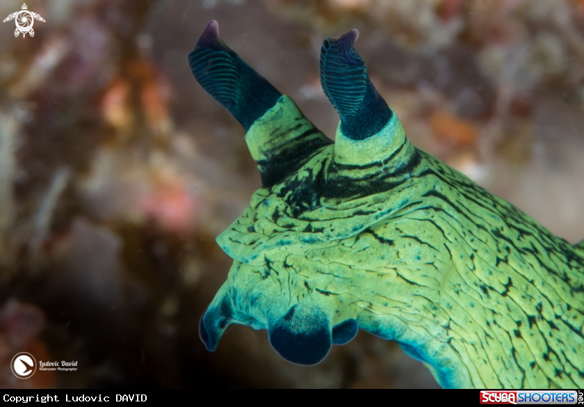 A Miller's Nembrotha Nudibranch