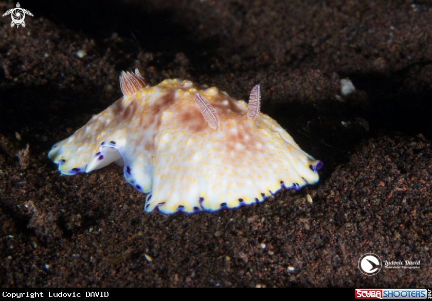 A Goniobranchus Nudibranch