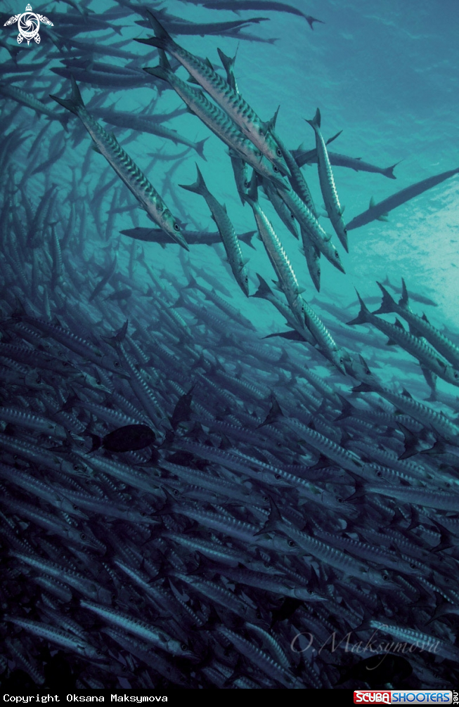 A School of barracuda