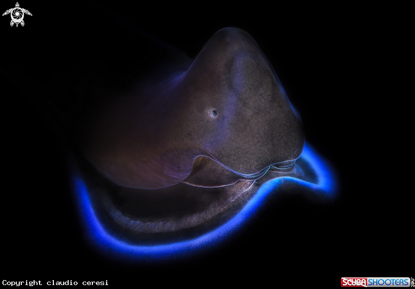 A Tubulophilinopsis gardineri (formerly Philinopsis gardineri) 