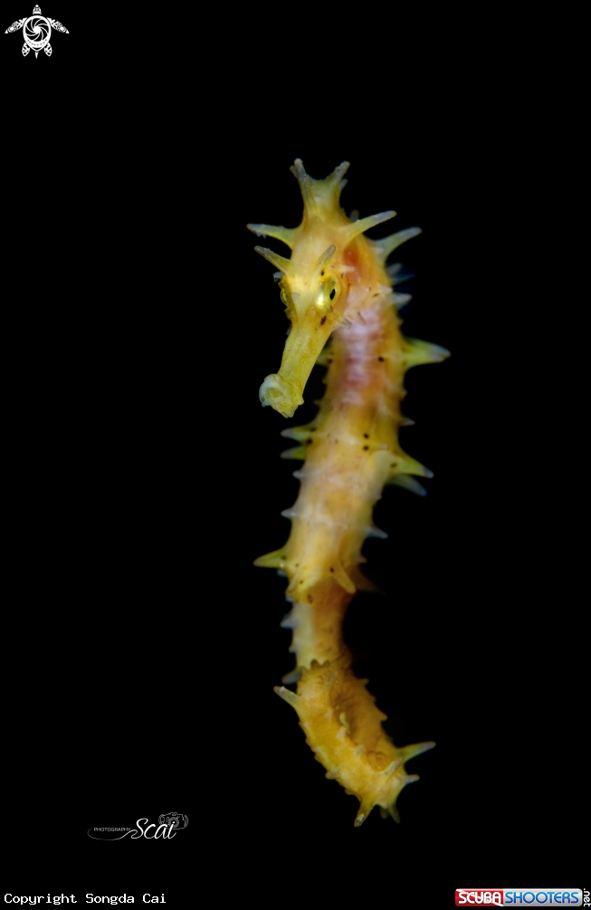 A Sea Horse