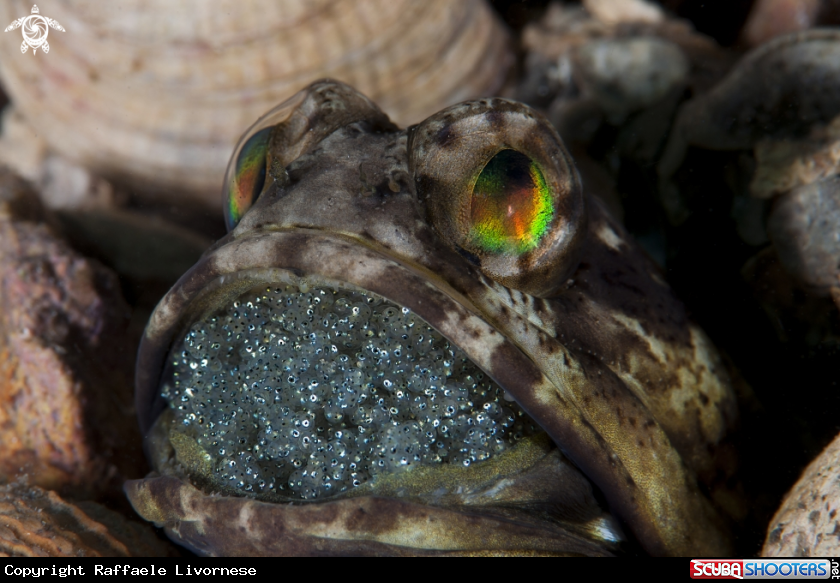 A Jawfish