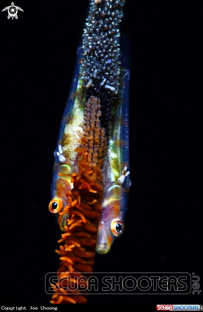 A Gobies & eggs & parasite