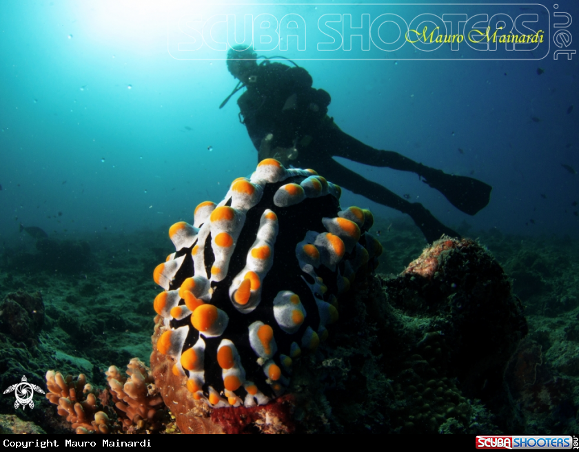 A Nudi&diver