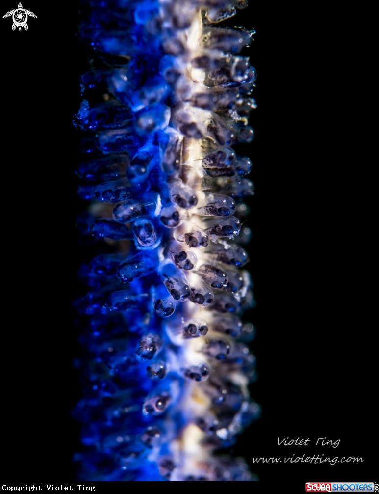 A Damsel Fish babies 