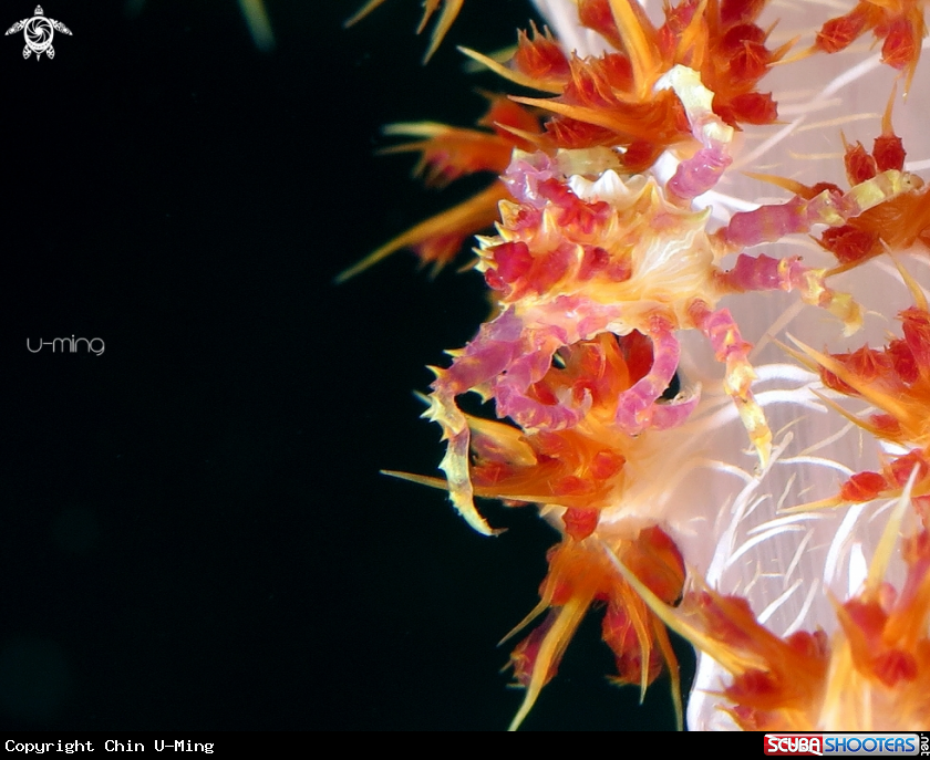 A Candy Crab