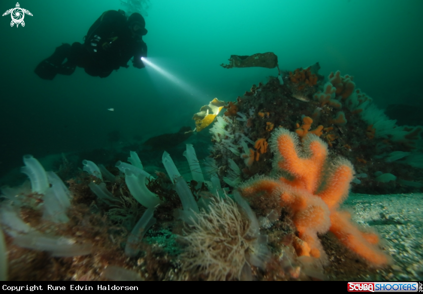 A Diver