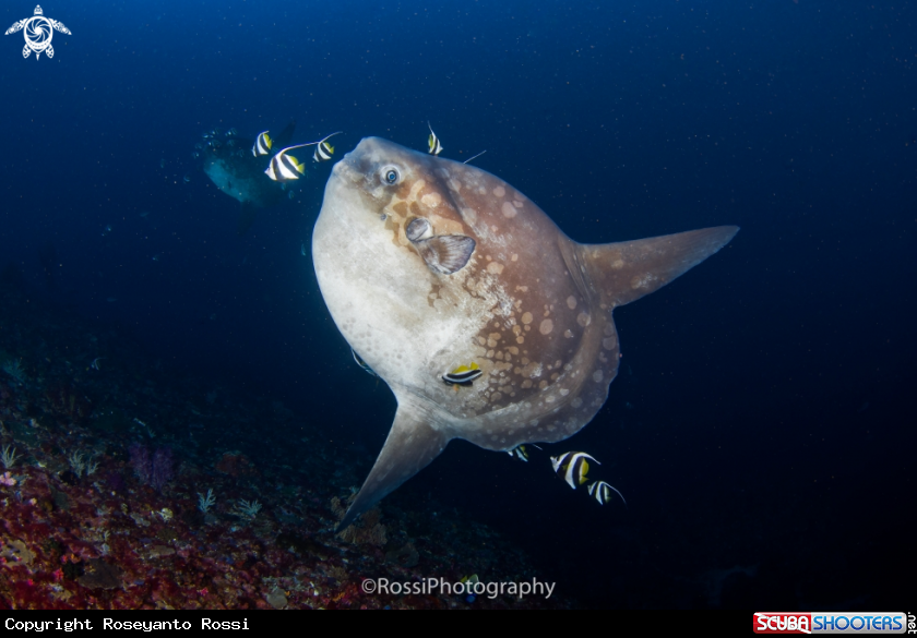 A Mola mola