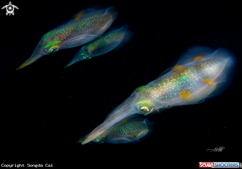 A Squid 