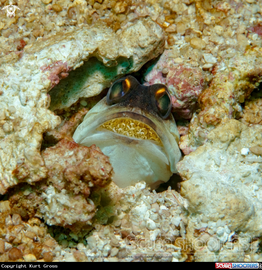 A Jaw Fish