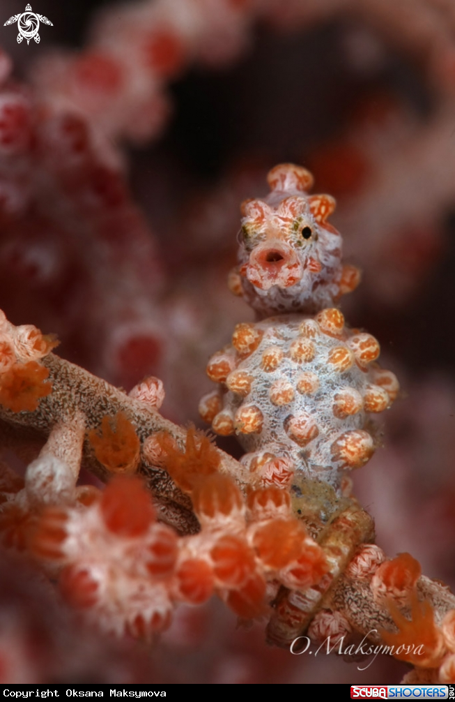 A Pygmy seahorse (Hippocampus bargibanti)