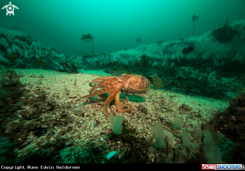A Curled octopus