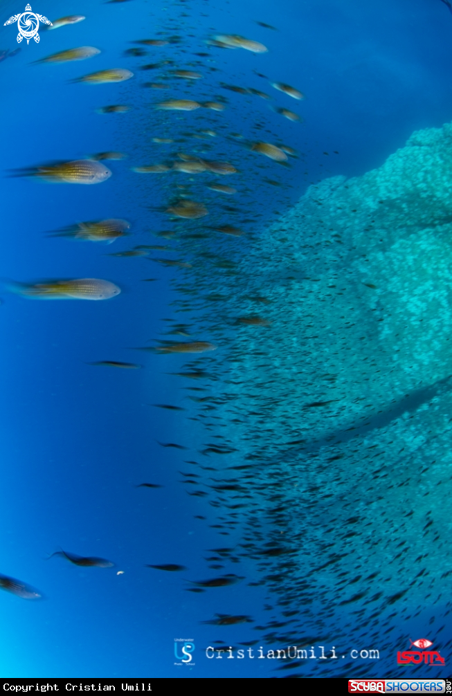 A Chromis chromis