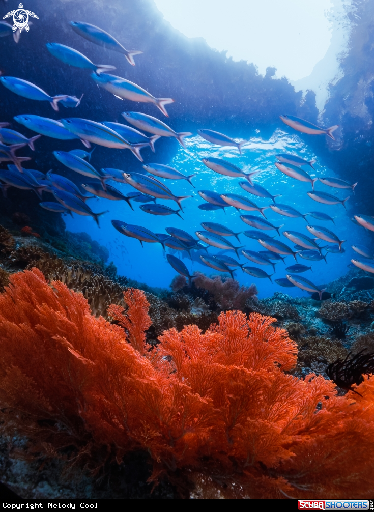 A seafan coral