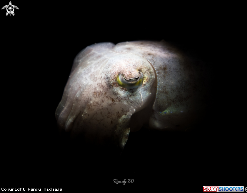 A Cuttlefish