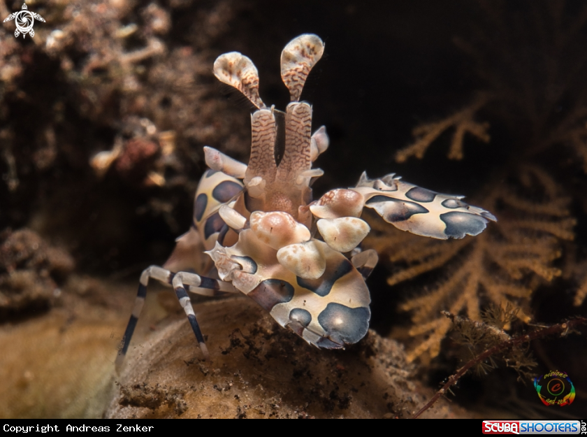 A Harlequin shrimp